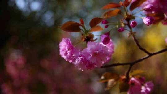 自然风景春季花草树叶实景拍摄合集