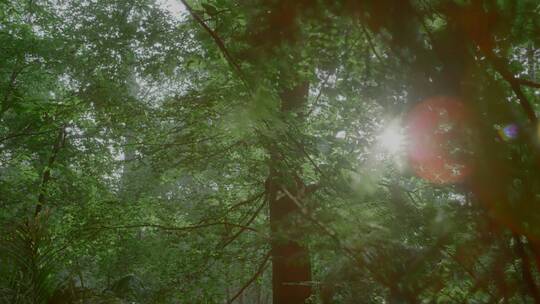 舒适惬意 阳光穿过森林