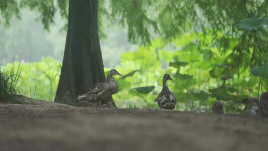 雨天绿色森林