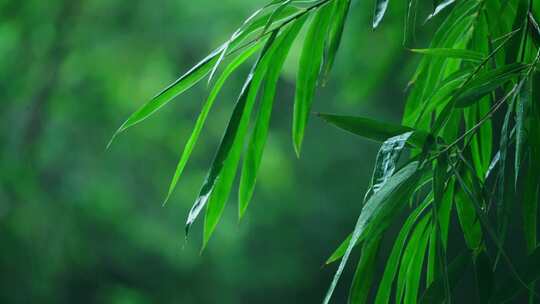 竹林下雨