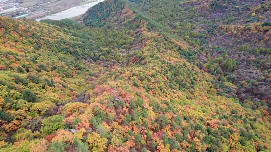 秋天五花山森林黑龙江小兴安岭金祖峰航拍