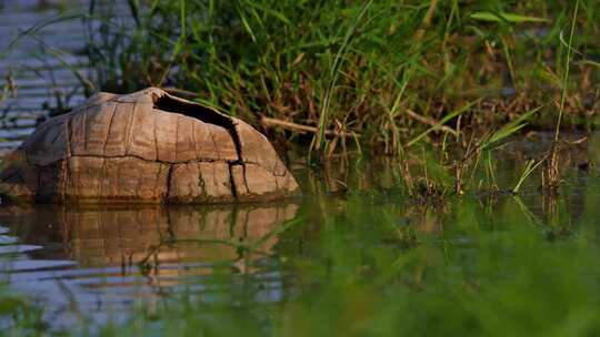 龟壳，湖，Stigmochelys Pa