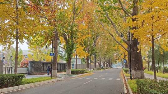 秋日落叶街道风光金秋秋天北京秋天枫叶银杏