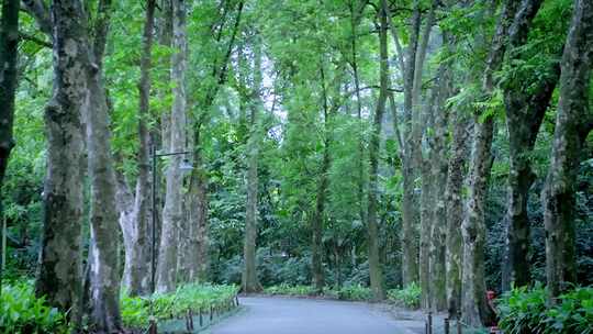 航拍广州中国科学院华南植物园道路