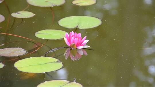 花园池塘上的百合花