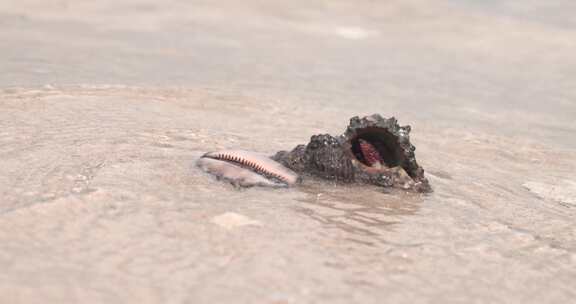 海螺 沙滩 海浪