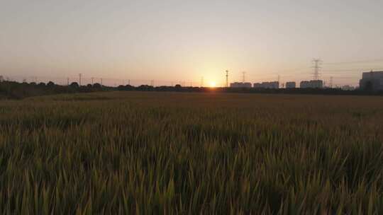 夕阳下的麦田景观生长收获