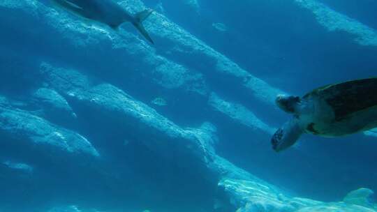 水族馆里的鱼和海龟