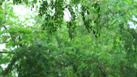 下雨天植物水滴唯美空境雨景