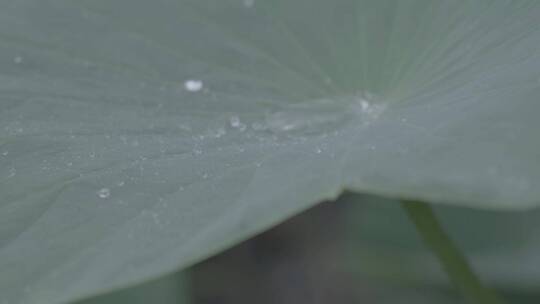 荷叶雨水LOG