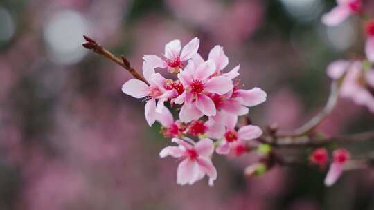 春季粉红樱花特写