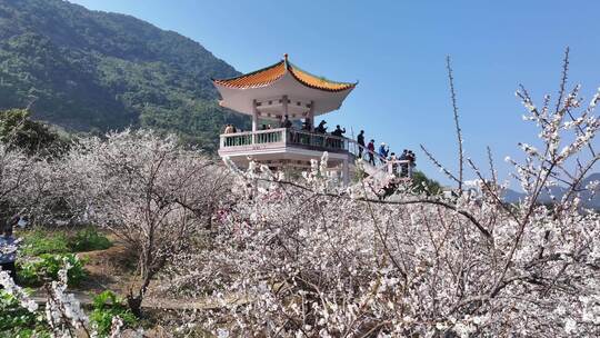 中国广东省广州市从化区广州流溪梅花节