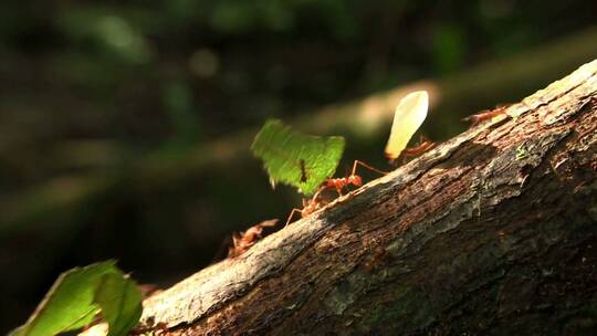 叶蚁在森林树干上移动食物