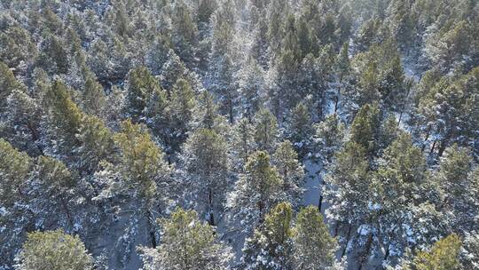 呼伦贝尔林草过渡带松林雪景