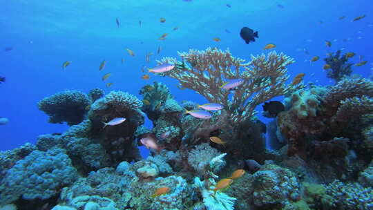 水下海珊瑚礁