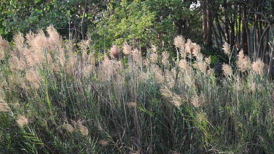 芦苇 狗尾巴草 芦花 阳光 空镜 实拍