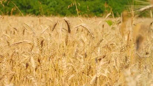 农田上的金色小麦秸秆