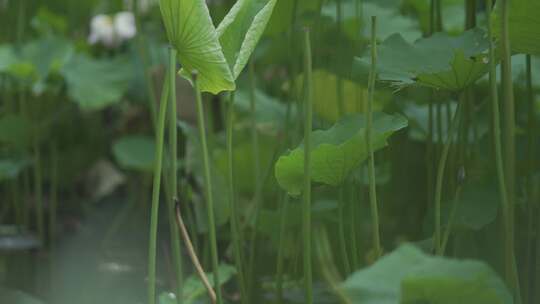 夏日荷花