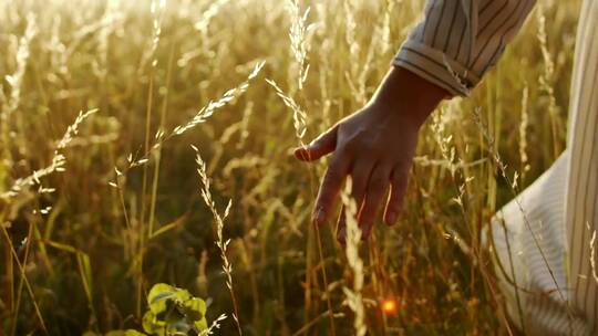 在金色的夕阳中用手触摸麦子