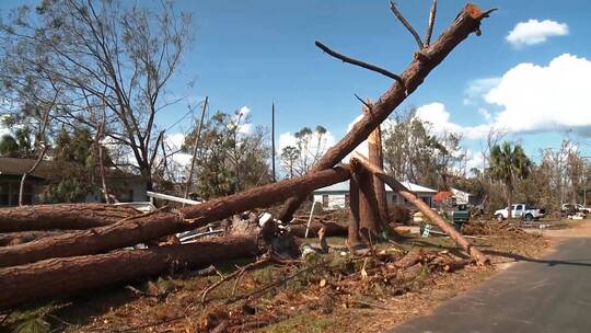 飓风后乡村折断的树木