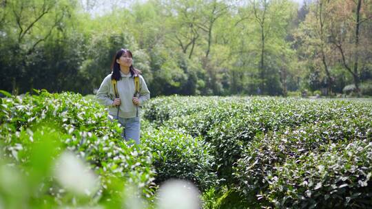 春天年轻女孩郊游茶园背包走路穿过清新茶树