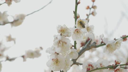 花朵蜜蜂采蜜梅花春天春游