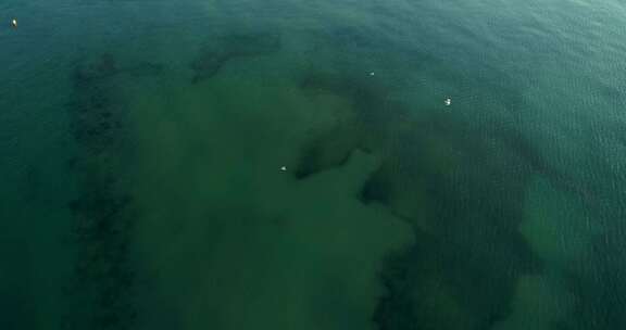 海鸥在海上空中飞翔