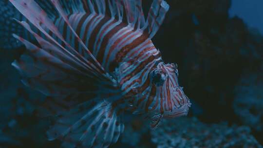 水族馆里游泳的鱼的特写镜头