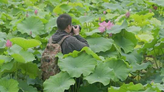 莲花池塘：专业摄影师的特写视界