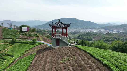 航拍福建宁德福鼎茶山白茶祖地