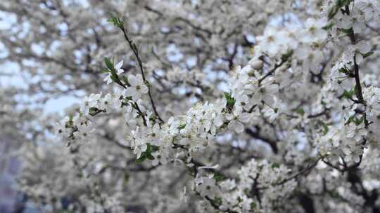 杏树，开花，树枝，白花