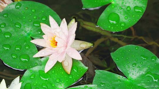 雨中睡莲