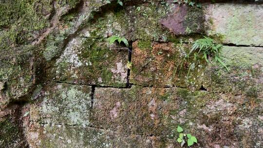 杭州西湖岩石绿色苔藓  4k
