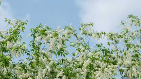 花树春天的花稠李臭李子开花