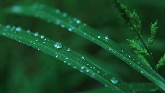 春雨自然雨水雨滴下雨水滴十二节气谷雨水分视频素材模板下载