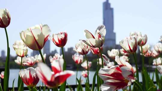 春天春暖花开晴朗天气南京玄武湖公园的风光
