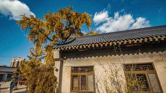 法海寺银杏树