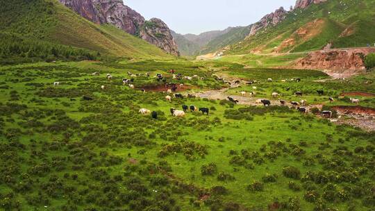 中国甘肃省武威市天祝县牛群放牧航拍