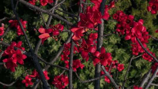 盛开的红色木棉花特写