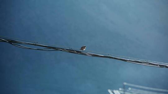 小鸟视频冬天电线上孤独的小鸟