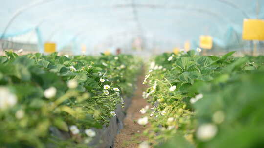 农民田间劳动种植蔬菜蔬菜大棚里的蔬菜草莓