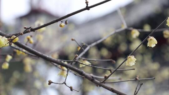 黄色的梅花傲雪开放