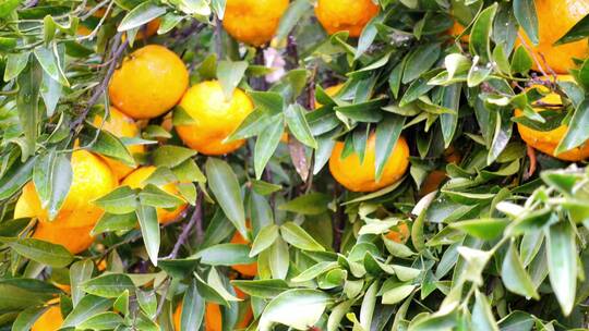 树上的橙子果实视频素材模板下载