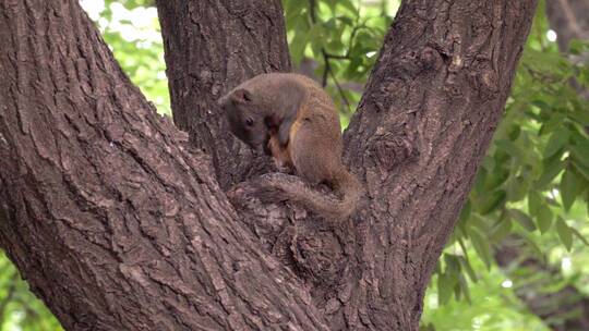 公园里松树上可爱的觅食小松鼠视频素材模板下载