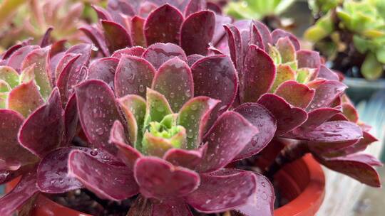 紫色法师植物