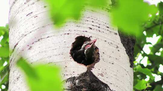树洞里的啄木鸟