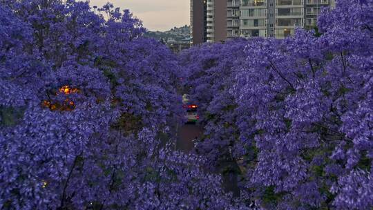 夜幕降临时昆明教场中路蓝花楹航拍