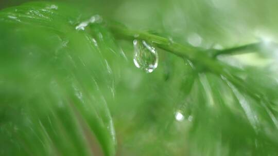 水杉雨滴