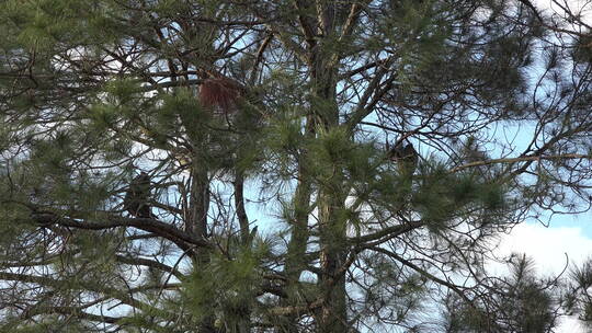 树枝上的秃鹫