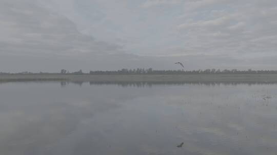 美丽中国-生态湿地湿地鸟群